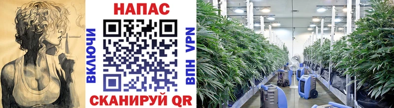 Купить закладки  Тихорецк  МАРИХУАНА SATIVA & INDICA 
